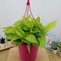 스킨답서스 형광스킨 행잉 걸이화분 공기정화식물
