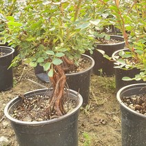 붉은 꽃 사계 미니 찔레 장미 중형 분재 정원 나무 베란다 책상 화분