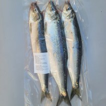 가덕도농수산 구이용 냉동/생물 청어 석쇠숯불구이 야외캠핑요리, 01.냉동3마리 1팩(28센치이상)