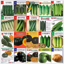 오이 여주 호박 씨앗 모음, A-홍미니단  호박 씨앗  10립