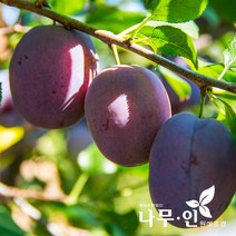 [나무인] 푸룬묘목 서양자두 3그루