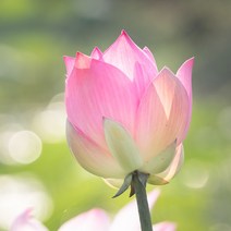 프랑스와즈 연꽃 오일, 1L