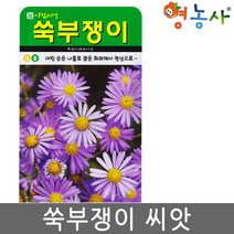 쑥부쟁이씨앗 500립, 단품