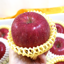 풍년농산 명품 사과선물세트 햇 사과 제철사과 선물용 설 추석 과일 선물 세트, 명품 사과 특대과 5kg