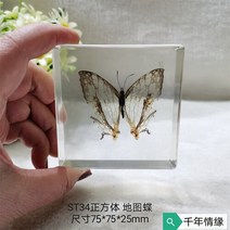 조각품 진짜 식물 곤충 견본 거북이 머리 거미 잠자리 불가사리 수지 홈 테이블, 07 7