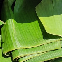 베트남 바나나잎 1kg, 1개