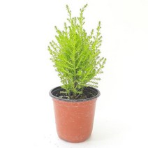 율마(소) 실내공기정화식물 공기청정식물 율마키우기 [TGT], 상세페이지 참조