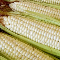 FUNET 고당도 초당옥수수 찰옥수수 10개 20개, 1박스, 22_흑찰옥수수 10개