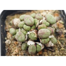 피시포르미sp 소형종 -0814 아프리카식물 다육식물 미니식물 소형식물 키우기좋은식물 키우기쉬운식물 코노피튬 귀여운식물 리톱스 희귀한식물 테라리움 다육이DIY 에이플랜트, 1개