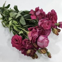 리시안 - 진자주 겹 / 고속터미널꽃시장 꽃도매 서리풀플라워