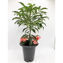 만냥금 대품 백냥금 열매식물 붉은열매 재물운 [박씨농원], 1개