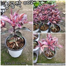 홍공작 003특 랜덤 공기정화식물/미세먼지/공기정화효과 공기정화식물