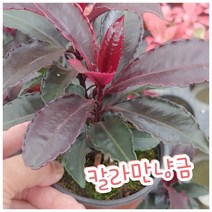 꽃나라엘리스 칼라만냥금-칼라만냥금 이 색감 어쩔!!
