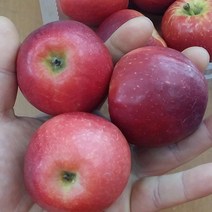 미니사과 (루비에스) 결실주 R3, 1개