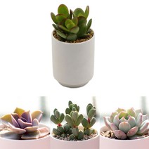 다육이 분갈이흙 미니화분 세트, 34 유접곡, 1개