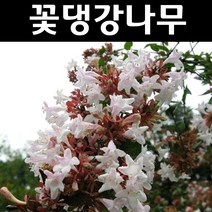꽃댕강 나무 묘목 키60~80cm내외(분) 1개/정원/공원/조경수