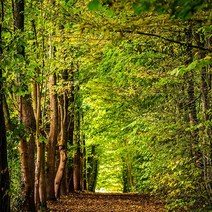 [캔들이케아] 제주 샤려니숲길 향 프래그런스오일 국내산, 100ml