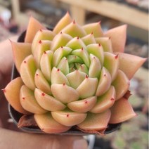50가지 다육이 [ 취향저격 ], 26번-스파이시, 1개