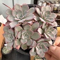 [해와달다육] 아우렌시스 다육이, 1개