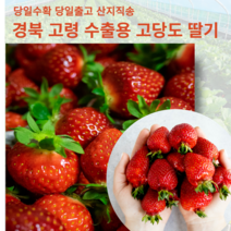 고당도 설향 딸기 경북 고령 수출품 킹스베리 고급딸기 과일선물 임산부 딸기 가정용 선물용, 2팩 1.8kg내외 48-60구 내외