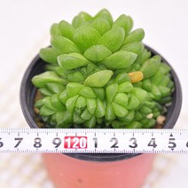 옵투사 다육이 녹대형 하월시아 아프리카 희귀 화초 화분 다육식물 랜덤91-20, 단품