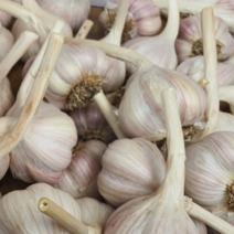 2023년 햇 의성마늘 6쪽마늘 한지형 반접 한접