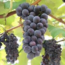 [충북농원] 캠벨 포도나무 묘목 - 삽목1년생특묘, 삽목/1년생/상묘