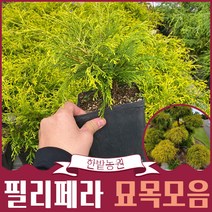 필리페라 포트묘목모음 아우레라 썬골드 나나 측백나무 화백 정원수 마당나무심기 묘목분양 가드닝 원예 조경용, 02.필리페라 썬골드