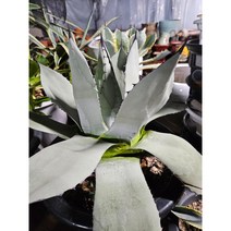 팅커벨 길상천지름30cm, 1개
