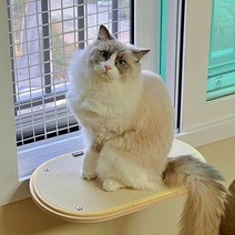 [펫502] 고양이 창틀 캣타워 창문 해먹 캣워크 사각형 타원형 2TYPE, [타원] 창틀캣타워 대형, 스크래쳐 미포함