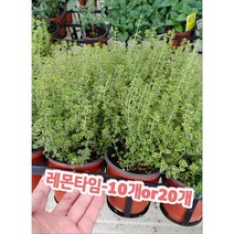 레몬타임-10개or20개/레몬즙 대신 요리에 쓰이기도 하는 향신료, 10개