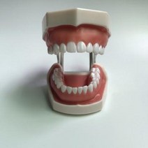치아 모형 재료상 입모형 칫솔질 모형 치아 치과 충치 교구 치아 준비 연습 모델 구강 시험, 01 D19-비치모델 1종 별도 12정