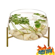 둥근유리어항 항아리 거북 금붕어 금어항, 옵션6