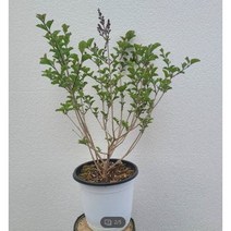 식물공장 미스김라일락 소품 15~30CM 45 야생화 관엽식물 수입식물 공기정화식물