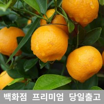 도봉물산특가_[국내산] 가락청과네 한라봉 1kg 제주한라봉 제철 제주도 가격, 1, 본상품선택