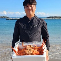 [선주직판] 제철 홍게 대게 자숙 3kg 수율보장 사나이수산 금어기~9/11, 04_일반 대게(9~9.5cm)1마리_생물, 1개