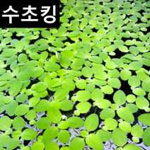 수초맛집 수초킹 키우기 쉬운 초보수초 미니물배추 피시티아 sp. (부상수초), 15개