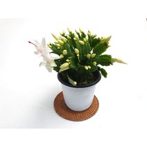 소예방 게발선인장 흰색 (중품) 지금꽃없어요 흰색꽃이예쁜 게의 발을 닮은듯한 키우기좋은 키우기쉬운 꽃이오래가는, 1개