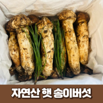 [최고급] 자연산 햇 송이버섯 500g 1kg 국산 산지 직송 생 송이버섯 국내산 명절 추석 부모님 선물세트 (선물박스+황금보자기), 1개, 명품 1kg (9~12송이)