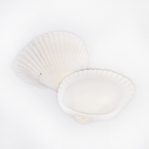 오꿈 조개껍질 조개껍데기 소라껍데기 소라껍질, A07 조개껍질 흰색 (중), 봉