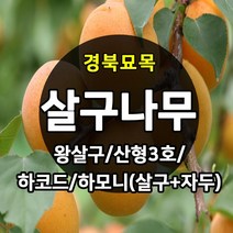 [경북농원] 살구나무 접목묘 특묘 (왕살구/산형3호/하코드/신사대실), 하코드 접목  상묘