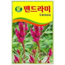 맨드라미 150립 꽃씨