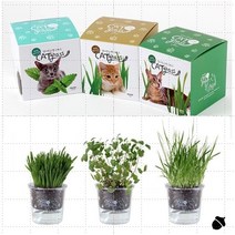(신0363979) 반려묘 고양이풀 식물 재배 귀리 밀 캣잎 택1 캣닢 캣그라스 캣그라스 재배 세트 캣잎, s[캣닢]s