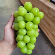 달콤한 고당도 샤인머스켓 김천 가성비 포도 가정용 못난이 선물용 2kg, 선물용 대과2kg(2~3수), 1개