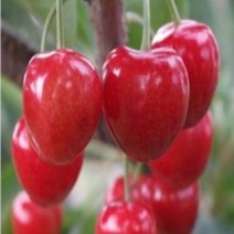 체리나무/옥타비아/접목1년(3주묶음)/묘목/kk1556