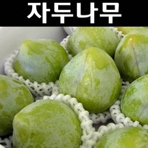 청자두/켈시 나무 묘목 R2cm 결실주(분) 1개/유실수/과수