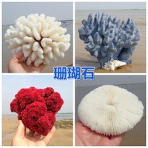 철갑상어키우기 구피암컷 베타암컷 천연 산호 화초 돌패각 소라껍데기 조경 가구 장식, 11 백산호 2426cm 정도