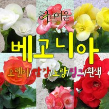 허브여울 장미베고니아 5종 지름 10cm 소품화분, 흰색