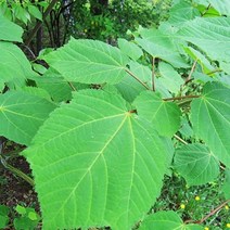 [라이브묘목농원] 벌나무 묘목 산청목 1년생 특묘, 1개