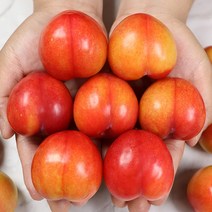 국내산 햇 풍개자두 2kg 상, 1개